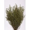 STOEBE 14-18" Basil- OUT OF STOCK STOEBE 14-18" Basil- OUT OF STOCK